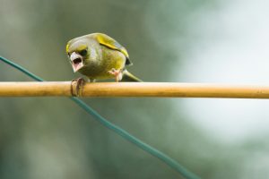 Foto von David Knox auf Unsplash Gelbgrüner Vogel mit offenem Schnabel auf braunem Stock.